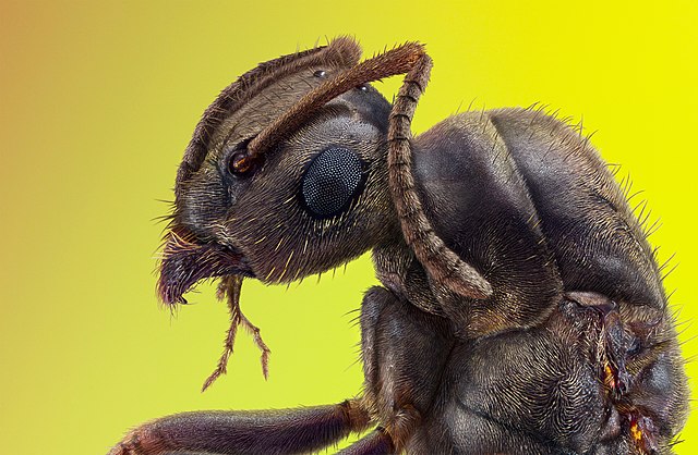 How Many Ants Live On Earth? Scientists Finally Have An Answer