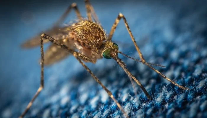 In Florida, A New Mosquito Species Is Expanding