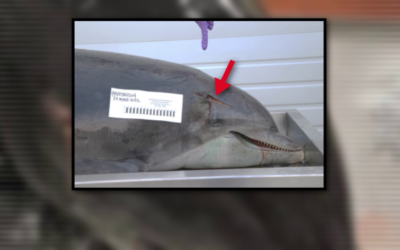 Dolphin Death Bullets Lodged In Brain And Heart… Officials Offer $$$ Reward